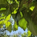 Parrotia persica 'Vanessa' - 6