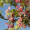 Malus floribunda - Foto 1