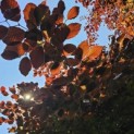 Fagus sylvatica 'Atropunicea' - 1