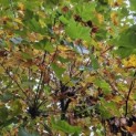 Platanus x hispanica - 2