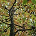 Platanus x hispanica - 1
