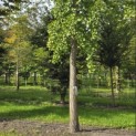 Ginkgo biloba - 3