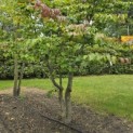 Parrotia persica - 3