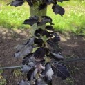 Fagus sylvatica 'Atropunicea' - Foto 1