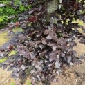 Fagus sylvatica 'Atropunicea' - 1