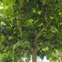 Platanus hispanica - 4