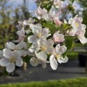 Malus domestica 'Jonagold' - 2