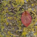 Fagus sylvatica 'Atropunicea' - 5