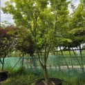 Acer palmatum - 2
