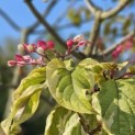 Clerodendrum trichotomum 'Variegatum' - 4