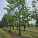 Gleditsia triacanthos 'Sunburst' - 2