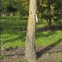 Ginkgo biloba - 2