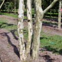 Platanus x Hispanica - 4