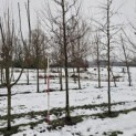 Styrax japonicus - 3