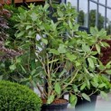 Magnolia 'Sargentiana' - 1