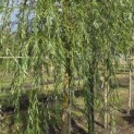 Salix sepulcralis 'Chrysocoma' - 1