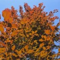 Fagus sylvatica 'Atropunicea' - Foto 3