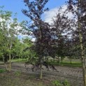 Fagus sylvatica 'Riversii' - 1