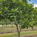 Quercus pontica - 5