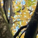Carpinus Betulus - 1