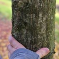 Carpinus Betulus - 3