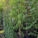 Taxodium distichum 'Shawnee Brave' - Foto 1