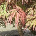 Acer palmatum 'Inaba Shidare' - Foto 4