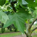 Platanus x hispanica - Afbeelding 5