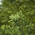 Sequoiadendron giganteum 'Glaucum' - 2