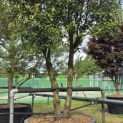 Quercus ilex - Foto 2