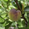 Prunus domestica 'Opal' - Foto 1