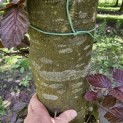 Fagus sylvatica 'Atropunicea' - 2