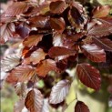 Fagus sylvatica 'Atropunicea' - impressie kleurnuances rode of bruine beuk