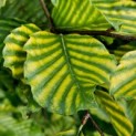 Fagus sylvatica 'Striata' - 1
