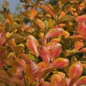 Lagerstroemia indica 'Rosea' - 5