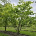 Zelkova serrata - 2