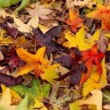 Liquidambar Styraciflua - Foto 1