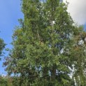 Quercus suber - 8