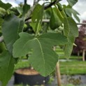 Ficus carica - Foto 1