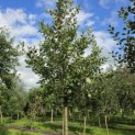 Malus domestica 'Rode Boskoop' - 3