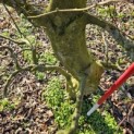 Carpinus betulus - 7