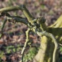 Carpinus betulus - 9