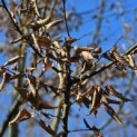 Carpinus betulus - 8