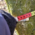 Carpinus betulus - 10