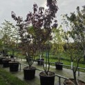 Prunus serrulata 'Royal Burgundy' - 2