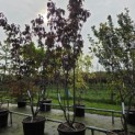 Prunus serrulata 'Royal Burgundy' - 3