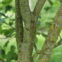 Liriodendron tulipifera 'Aureomarginatum' - 3