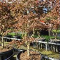 Acer palmatum 'Trompenburg' - 3
