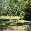 Betula utilis 'Jacquemontii' (Doorenbos) - 1