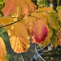 Parrotia persica - 3